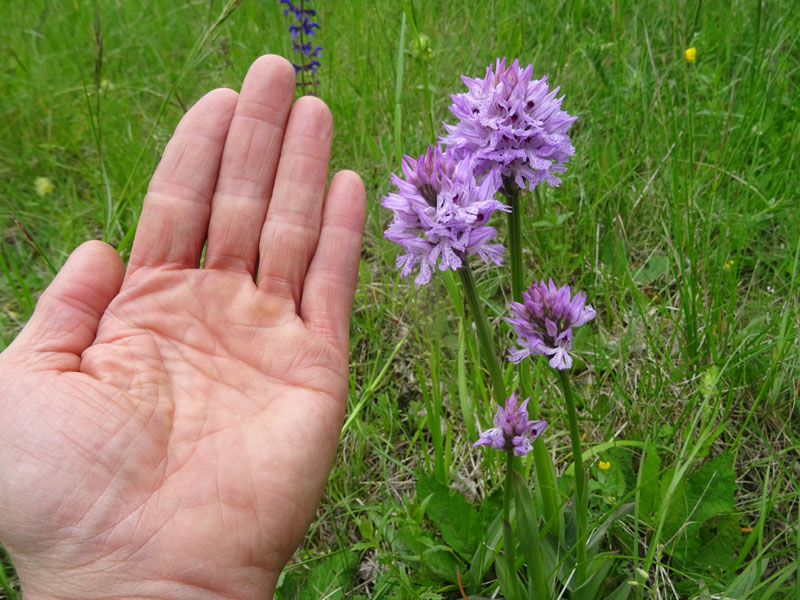 Neotinea tridentata - Cimone (TN)